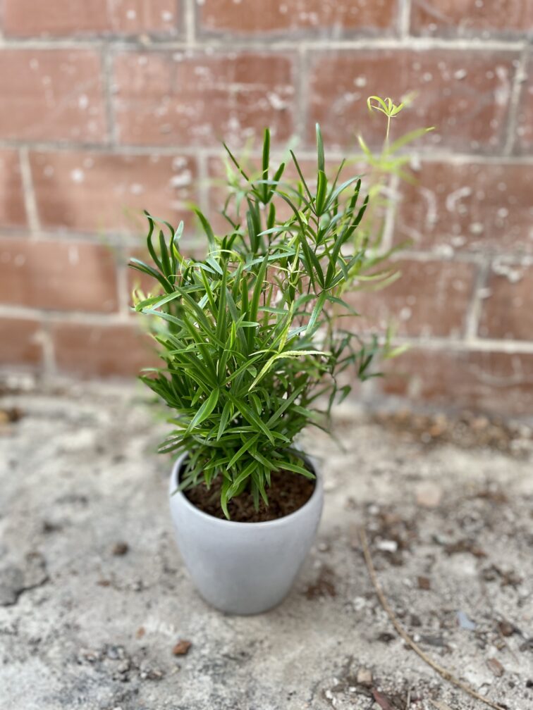 Zdjęcie rosliny doniczkowej Asparagus falcatus, ujęcie 1