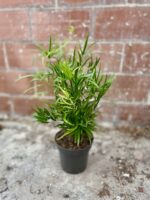 Zdjęcie rosliny doniczkowej Asparagus falcatus, ujęcie 2