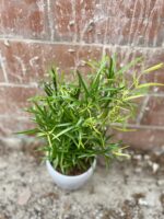 Zdjęcie rosliny doniczkowej Asparagus falcatus, ujęcie 3