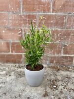 Zdjęcie rosliny doniczkowej Asparagus falcatus, ujęcie 4