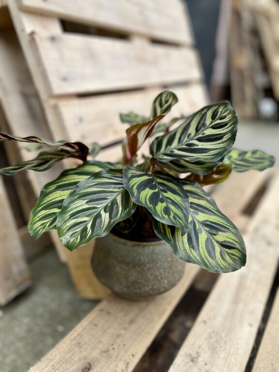 Zdjęcie rosliny doniczkowej Calathea makoyana (Kalatea Makoyana), ujęcie 1