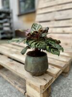 Zdjęcie rosliny doniczkowej Calathea makoyana (Kalatea Makoyana), ujęcie 2