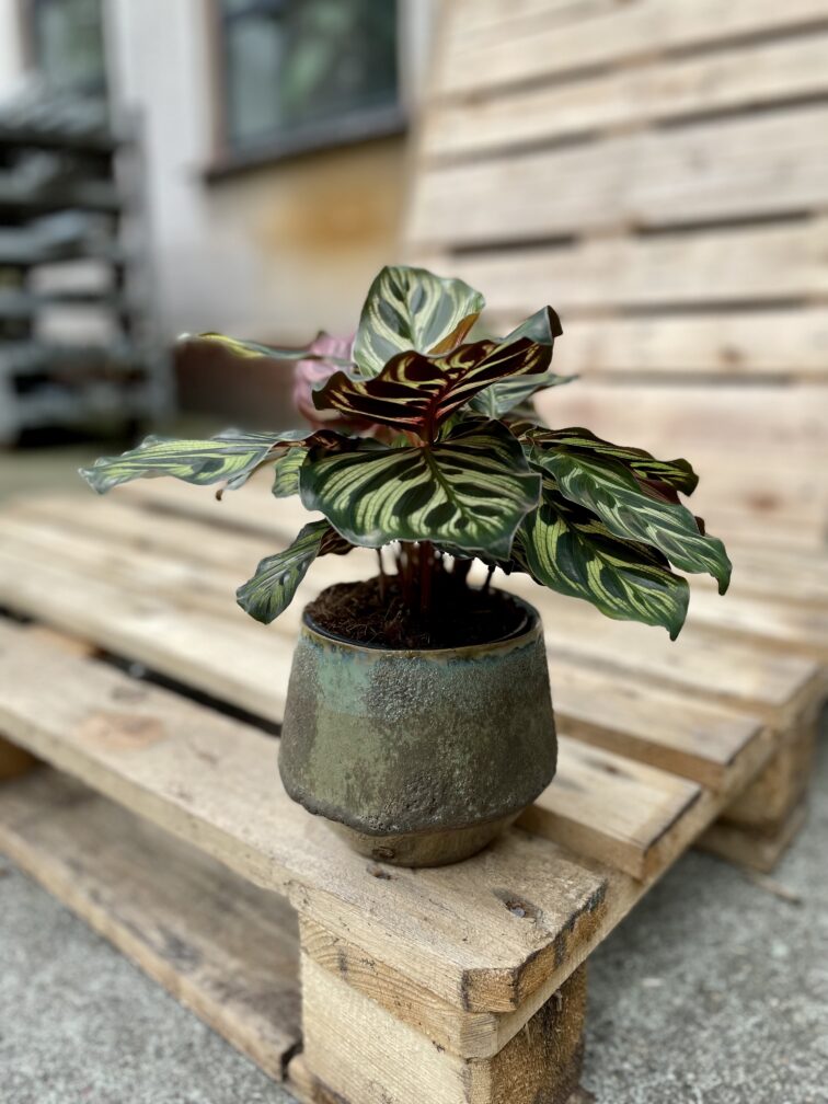 Zdjęcie rosliny doniczkowej Calathea makoyana (Kalatea Makoyana), ujęcie 2