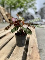 Zdjęcie rosliny doniczkowej Calathea makoyana (Kalatea Makoyana), ujęcie 3