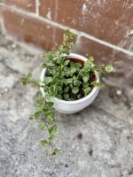 Zdjęcie rosliny doniczkowej Ficus Pumila (Figowiec / Fikus Pnący), ujęcie 1