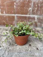 Zdjęcie rosliny doniczkowej Ficus Pumila (Figowiec / Fikus Pnący), ujęcie 2