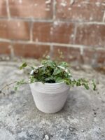 Zdjęcie rosliny doniczkowej Ficus Pumila (Figowiec / Fikus Pnący), ujęcie 3