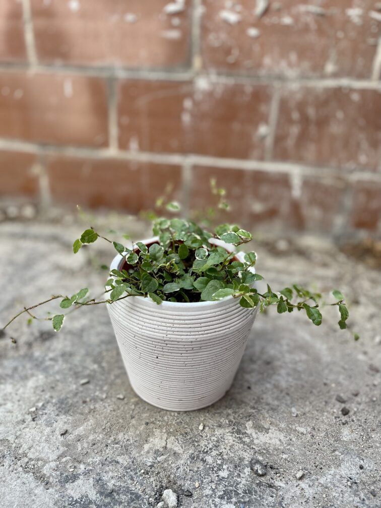 Zdjęcie rosliny doniczkowej Ficus Pumila (Figowiec / Fikus Pnący), ujęcie 3