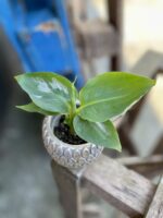 Zdjęcie rosliny doniczkowej Musa Super Dwarf Cavendish, ujęcie 1