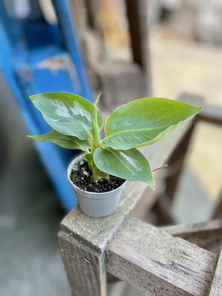 Zdjęcie rosliny doniczkowej Musa Super Dwarf Cavendish, ujęcie 2
