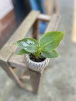 Zdjęcie rosliny doniczkowej Musa Super Dwarf Cavendish, ujęcie 3