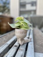 Zdjęcie doniczki lub oslonki: Osłonka Lazy boy 6 × 6 cm, ujęcie 2