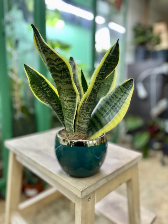 Zdjęcie rosliny doniczkowej Sansevieria trifasciata Futura Superba, ujęcie 1