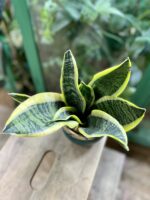 Zdjęcie rosliny doniczkowej Sansevieria trifasciata Futura Superba, ujęcie 2