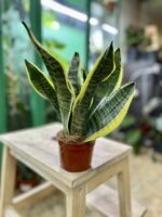 Zdjęcie rosliny doniczkowej Sansevieria trifasciata Futura Superba, ujęcie 3