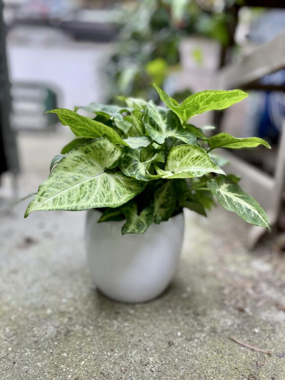 Zdjęcie rosliny doniczkowej Syngonium Arrow, ujęcie 1