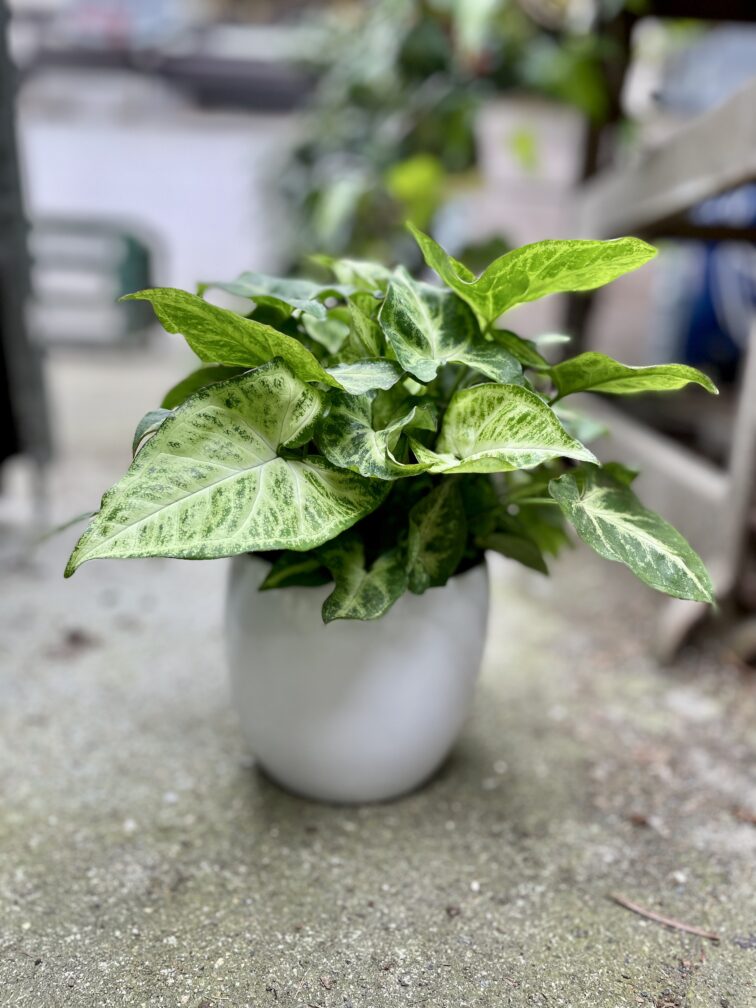 Zdjęcie rosliny doniczkowej Syngonium Arrow, ujęcie 1