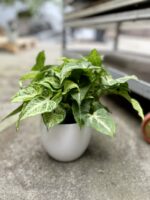 Zdjęcie rosliny doniczkowej Syngonium Arrow, ujęcie 2