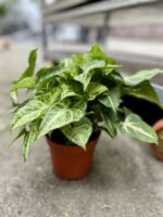 Zdjęcie rosliny doniczkowej Syngonium Arrow, ujęcie 3