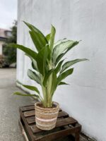 Zdjęcie rosliny doniczkowej Aglaonema Silver Bay, ujęcie 1