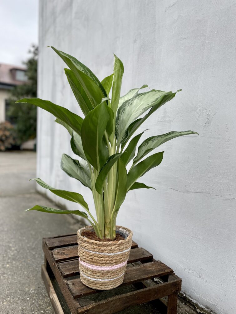 Zdjęcie rosliny doniczkowej Aglaonema Silver Bay, ujęcie 1
