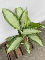 Zdjęcie rosliny doniczkowej Aglaonema Silver Bay, ujęcie 2