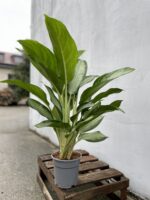 Zdjęcie rosliny doniczkowej Aglaonema Silver Bay, ujęcie 3