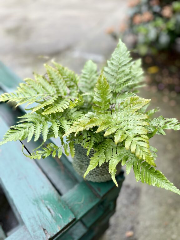 Zdjęcie rosliny doniczkowej Dryopteris erythrosora (Narecznica czerwonozawijkowa), ujęcie 1