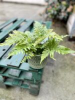 Zdjęcie rosliny doniczkowej Dryopteris erythrosora (Narecznica czerwonozawijkowa), ujęcie 2