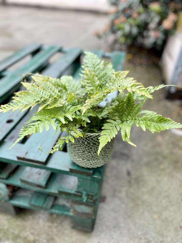 Zdjęcie rosliny doniczkowej Dryopteris erythrosora (Narecznica czerwonozawijkowa), ujęcie 2