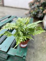 Zdjęcie rosliny doniczkowej Dryopteris erythrosora (Narecznica czerwonozawijkowa), ujęcie 3
