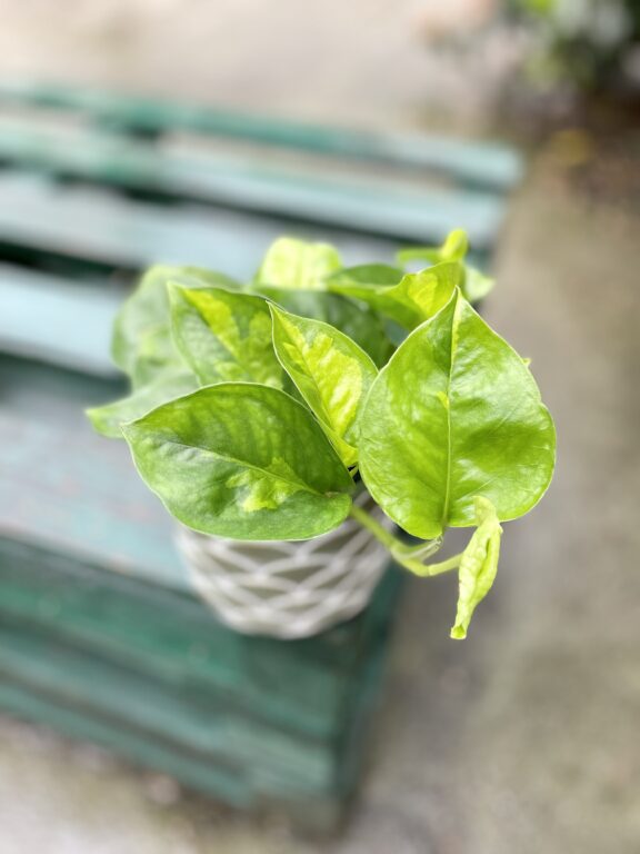 Zdjęcie rosliny doniczkowej Epipremnum pinnatum Global Green, ujęcie 1