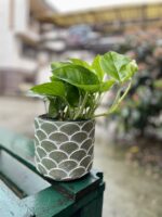 Zdjęcie rosliny doniczkowej Epipremnum pinnatum Global Green, ujęcie 2