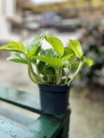 Zdjęcie rosliny doniczkowej Epipremnum pinnatum Global Green, ujęcie 3