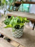 Zdjęcie rosliny doniczkowej Epipremnum pinnatum Global Green, ujęcie 4