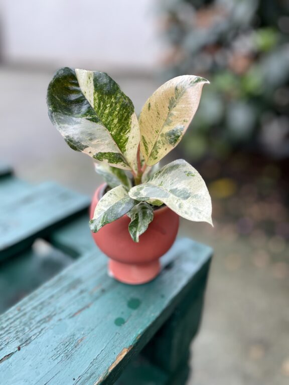 Zdjęcie rosliny doniczkowej Ficus elastica Moonshine, ujęcie 1