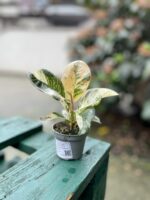 Zdjęcie rosliny doniczkowej Ficus elastica Moonshine, ujęcie 2