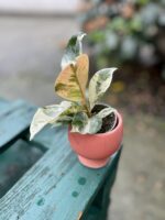Zdjęcie rosliny doniczkowej Ficus elastica Moonshine, ujęcie 3