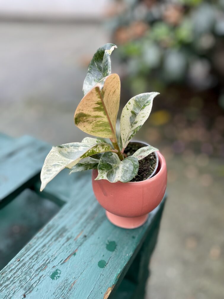 Zdjęcie rosliny doniczkowej Ficus elastica Moonshine, ujęcie 3