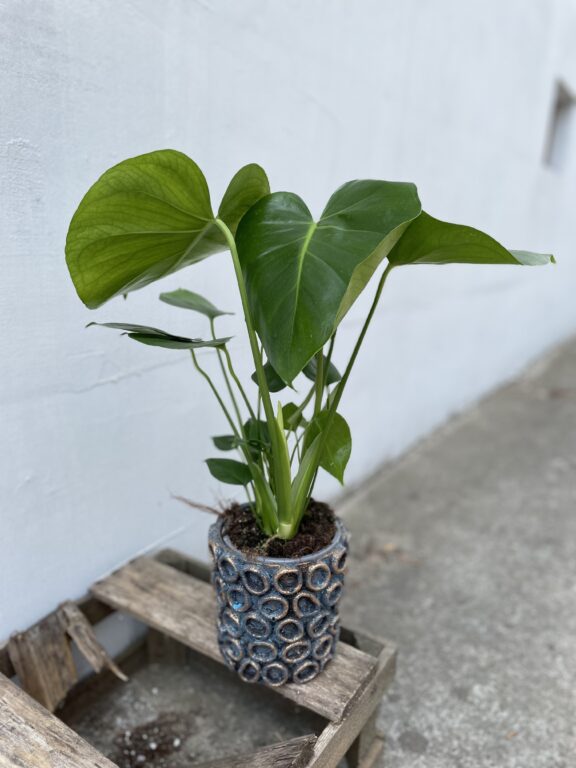 Zdjęcie rosliny doniczkowej Monstera deliciosa (Monstera dziurawa), ujęcie 1