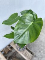 Zdjęcie rosliny doniczkowej Monstera deliciosa (Monstera dziurawa), ujęcie 2