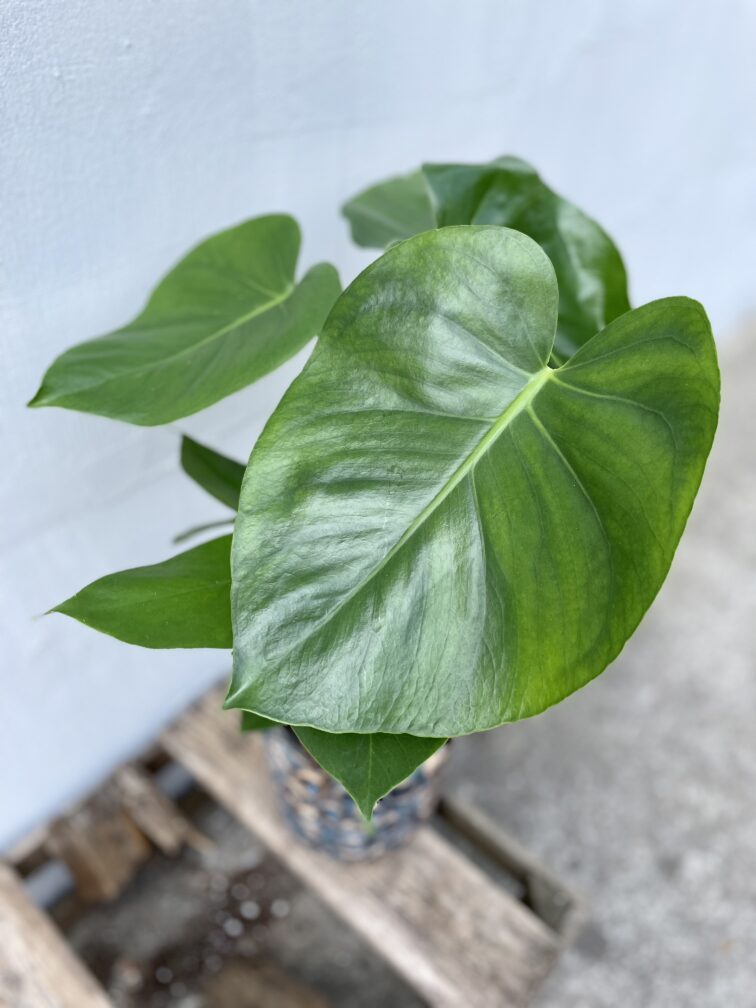 Zdjęcie rosliny doniczkowej Monstera deliciosa (Monstera dziurawa), ujęcie 2