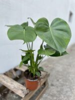 Zdjęcie rosliny doniczkowej Monstera deliciosa (Monstera dziurawa), ujęcie 3