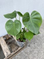 Zdjęcie rosliny doniczkowej Monstera deliciosa (Monstera dziurawa), ujęcie 4
