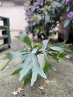 Zdjęcie rosliny doniczkowej Platycerium bifurcatum (Łosie rogi), ujęcie 1