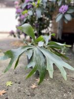 Zdjęcie rosliny doniczkowej Platycerium bifurcatum (Łosie rogi), ujęcie 2