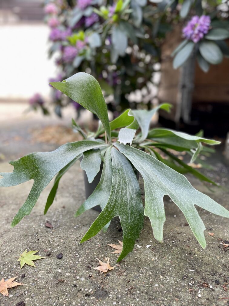 Zdjęcie rosliny doniczkowej Platycerium bifurcatum (Łosie rogi), ujęcie 2