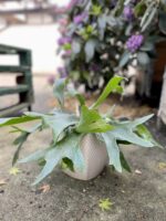 Zdjęcie rosliny doniczkowej Platycerium bifurcatum (Łosie rogi), ujęcie 3