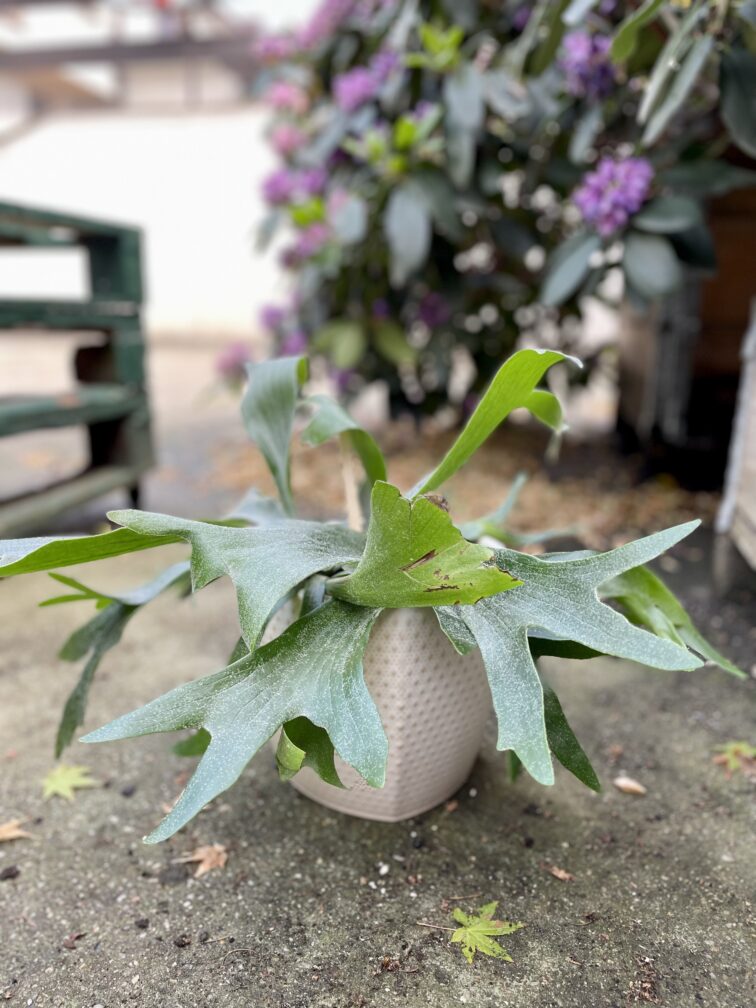 Zdjęcie rosliny doniczkowej Platycerium bifurcatum (Łosie rogi), ujęcie 3