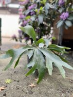Zdjęcie rosliny doniczkowej Platycerium bifurcatum (Łosie rogi), ujęcie 4